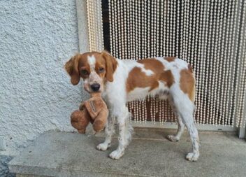 Cão desaparecido em Monforte da Beira