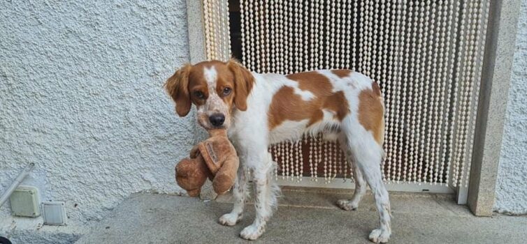 Cão desaparecido em Monforte da Beira