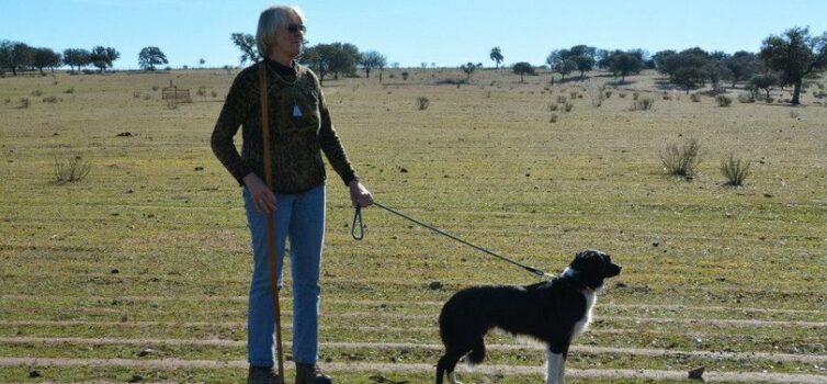 Pastora e border collie