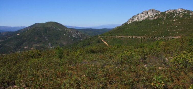 Flora da Serra do Muradal apresentada em livro