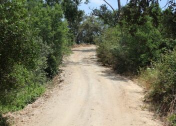 Vila de Rei intensifica limpeza de estradões florestais