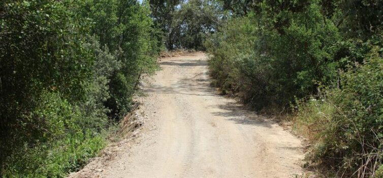 Vila de Rei intensifica limpeza de estradões florestais