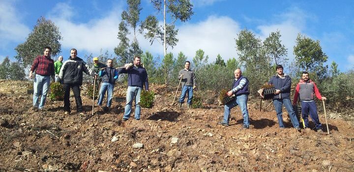 Vila de Rei prossegue com plantação de medronheiros