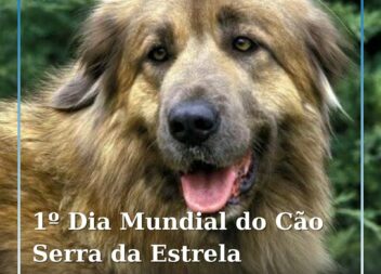 O cão de raça Serra da Estrela vai ter, pela primeira vez, um dia dedicado a si