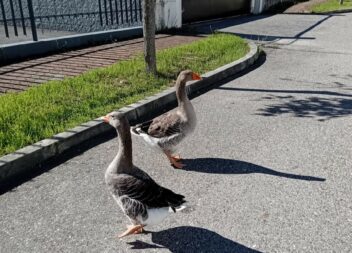 Insólito: Gansos avistados na Zona Industrial de Castelo Branco geram curiosidad