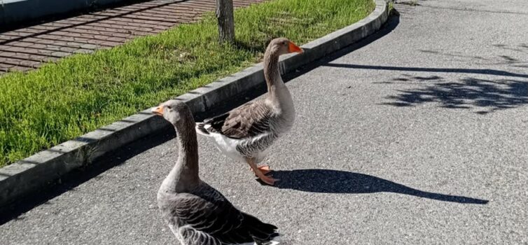 Insólito: Gansos avistados na Zona Industrial de Castelo Branco geram curiosidad