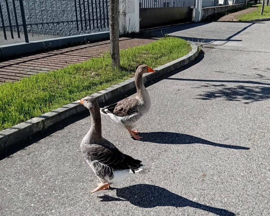 Insólito: Gansos avistados na Zona Industrial de Castelo Branco geram curiosidad