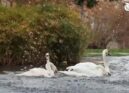 Covilh\u00e3\nJardim do Lago tem mais vida\n\nO Jardim do Lago, na Covilh\u00e3,