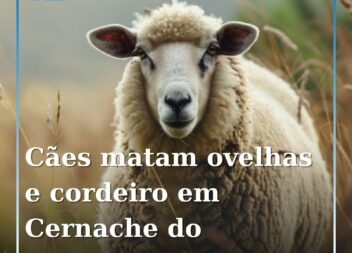 Cães invadem propriedade privada em Cernache do Bonjardim e atacam animais